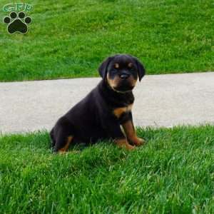 Raven, Rottweiler Puppy
